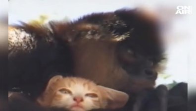 Грижовните родители