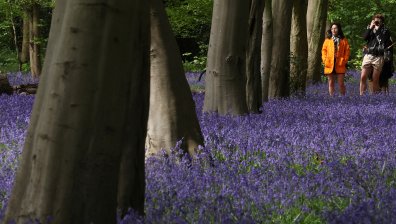 Магична "Синя гора" в Белгия привлича хиляди туристи (СНИМКИ)