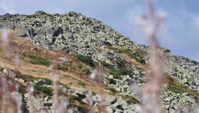 Терзиев обяви добри новини за парк "Витоша"