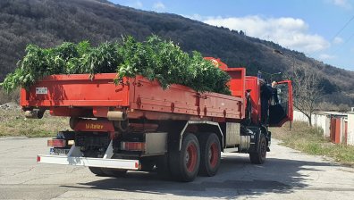 Разбиха оранжерия за марихуана в Перник, двама души са задържани