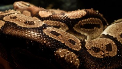 Питон с дължината на малък автомобил захапа и бутна в басейн 5-годишно момче в Австралия