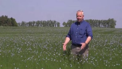 Популярността на лена расте