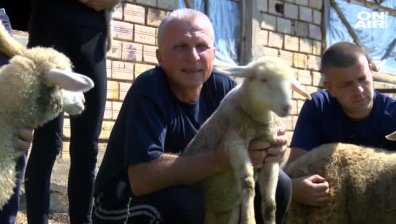 Габровски овцевъди даряват животни на колегите си от Ямболско