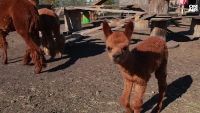 Новородено бебе алпака в Бургаския зоопарк си търси осиновители