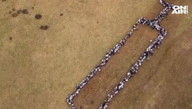 Призив за имунизация в Германия: Изобразиха гигантска спринцовка със стадо овце