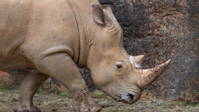 С инвитро спасяват изчезващия бял носорог