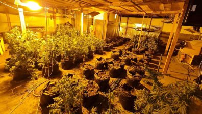Неутрализираха високотехнологична оранжерия за канабис