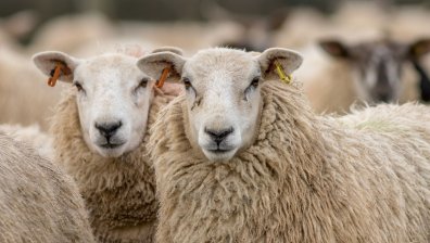 Ядем по-скъпо агнешно от Сърбия и Северна Македония, стадата ни намаляват