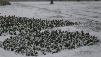 Сняг в Банско, броени дни след официалното закриване на сезона (ВИДЕО)