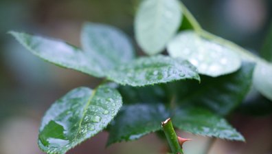 Облачен и дъждовен петък, а на места ще има и градушки