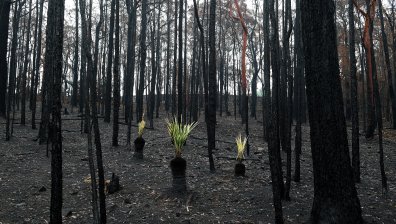 Австралия: Краят на огнената стихия все още е твърде далеч