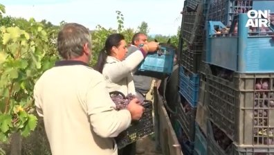 Слабо търсене и липса на работна ръка плаши лозарите, заплащането - по-малко от чужбина