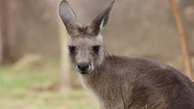 Кенгуру подскача свободно из опустял австралийски град (+ВИДЕО)