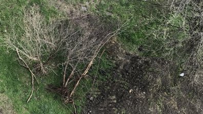 След ремонт в София: Изтръгнати и незасадени плодни дръвчета