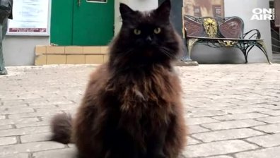 Върнаха котарака Бегемот, който бе откраднат от музей в Москва