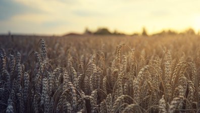 РСМ забранява износа на дърва, пелети, жито и брашно, маха митата за внос на олио