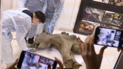 Показаха уникална находка на запазено бебе мамут от Сибир (+ВИДЕО)