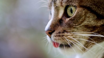 Зверства срещу животни: ГДБОП разби "студио" за мъчения в село Царевец