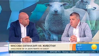 За чумата няма лек, а се бори само с евтаназия: Последното стадо в с. Шарково няма да оцелее