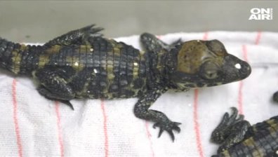 Зоопаркът в Калифорния се сдоби с рядък вид крокодилчета