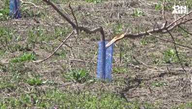 Вандали унищожават кайсиеви дръвчета в Силистренско