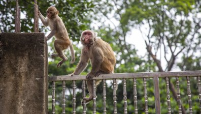 В Япония използват упойващи вещества като оръжие срещу агресивните маймуни (+ВИДЕО)