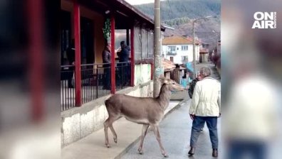 Пожарникари спасиха бедстваща кошута в Смолян