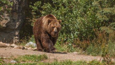 Мечка нападна мъж в двора на къщата му в Гърция