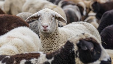 Ново огнище на шарка по овцете и козите в България