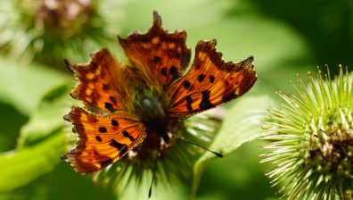 Времето в събота: Малко облаци и летни температури