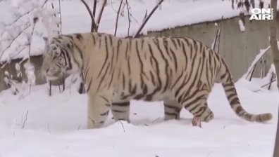 Бенгалският тигър в Софийския зоопарк се зарадва на снега (ВИДЕО)