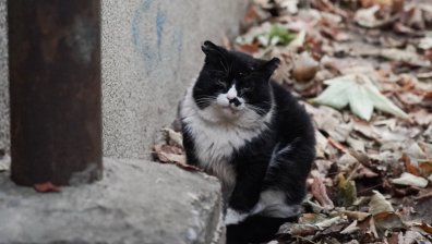 Сигнал от Варна: Тесни клетки във ветеринарна клиника, мръсотия, миризма