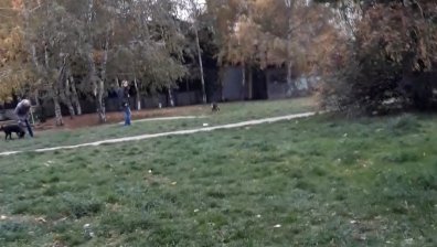 Сигнали в Helpbook за агресивни кучета и техните безотговорни стопани