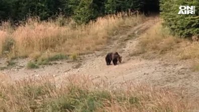 Мечка нападна ловец в Стара планина