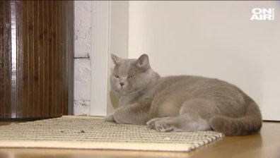 Котаракът Румен издаде втора книга