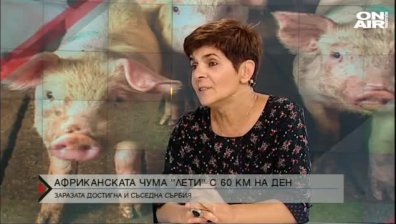 Африканската чума стигна до Сърбия