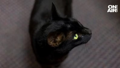 Три седмици по-късно хванаха котарака беглец Роуди