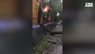 Дърво падна върху кола в центъра на Пловдив (Видео)