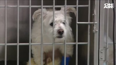 Изхвърленото от шестия етаж куче се възстановява, но може да остане с увреждания