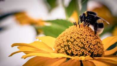 Технологичен пробив - китайски робот опрашва растения
