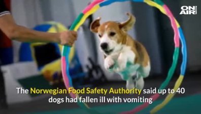 Десетки кучета умират мистериозно в Норвегия