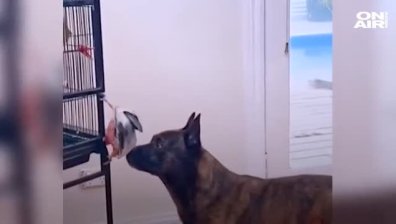 Необикновено приятелство: Куче се грижи за папагал (ВИДЕО)