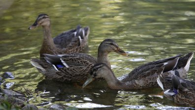В събота продължава захлаждането, остават и условията за градушки