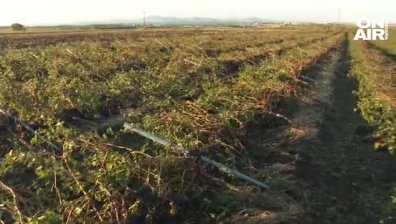 Министър Гечев обеща субсидии на протестиращите лозари с унищожена продукция