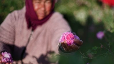 Българското розово масло е ненадминат продукт - ще го опазим ли? (ВИДЕО)