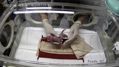 Щастливо събитие: Панда роди близнаци в зоопарк в Токио (ВИДЕО)