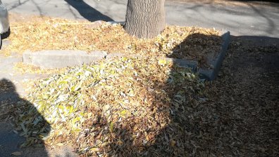 В сезона на листопада: Купчини листа гният по улици и тротоари в София