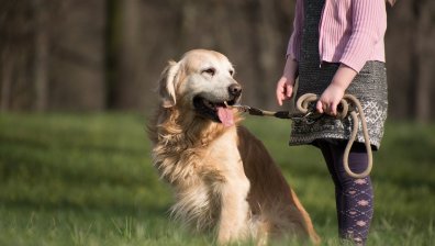 Куче защити малко момиченце от родителските упреци (+видео)