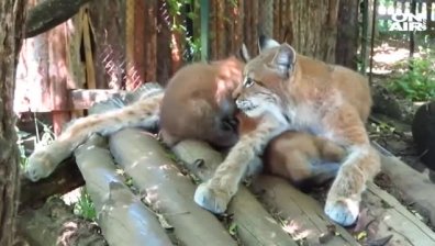 Две рисчета се родиха в Софийската зоологическата градина