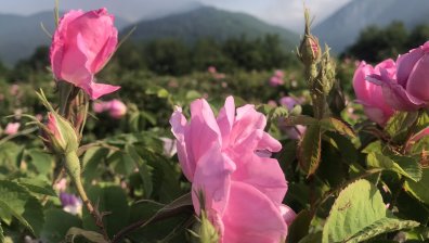 "Розовата долина" събра много туристи за розобера